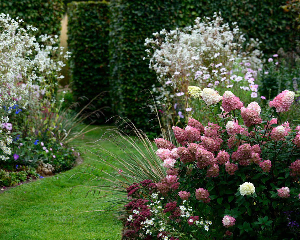 Hydrangea 'Vanille Fraise'