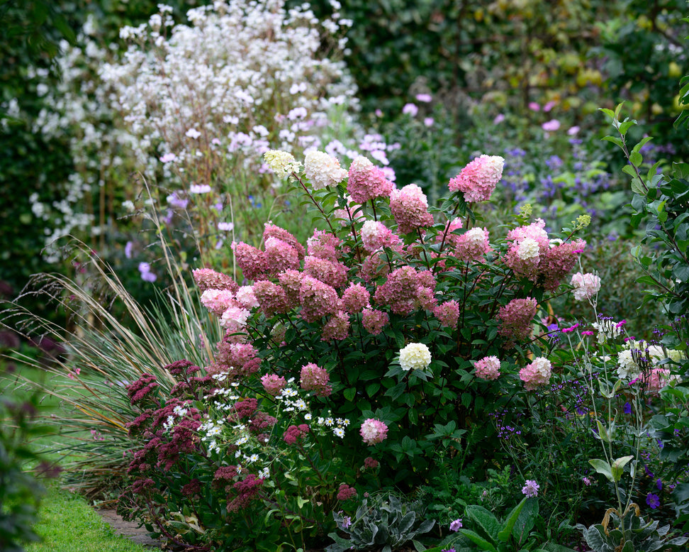 Hydrangea 'Vanille Fraise'
