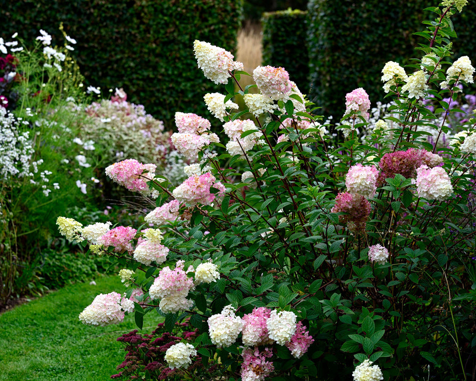 Hydrangea 'Vanille Fraise'