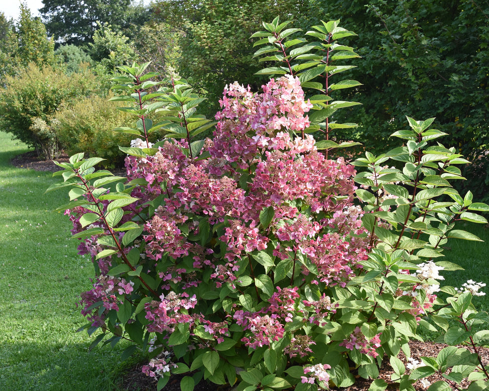 Hydrangea 'Wim's Red'