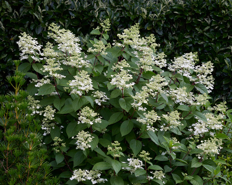 Hydrangea 'Wim's Red'