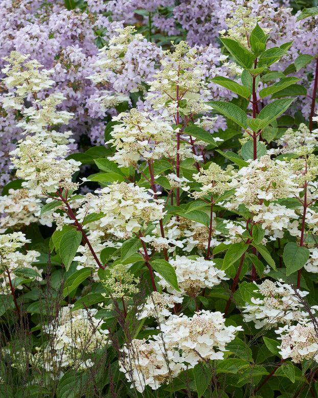 Hydrangea 'Wim's Red'