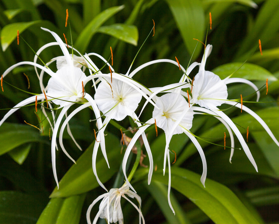Hymenocallis littoralis