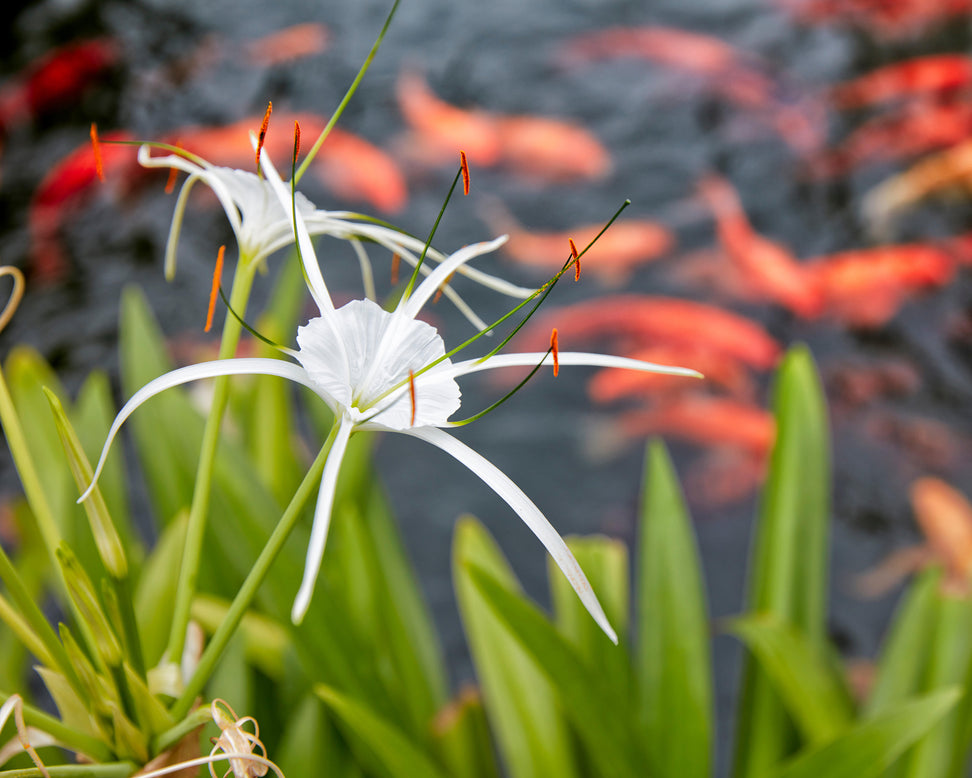 Hymenocallis littoralis