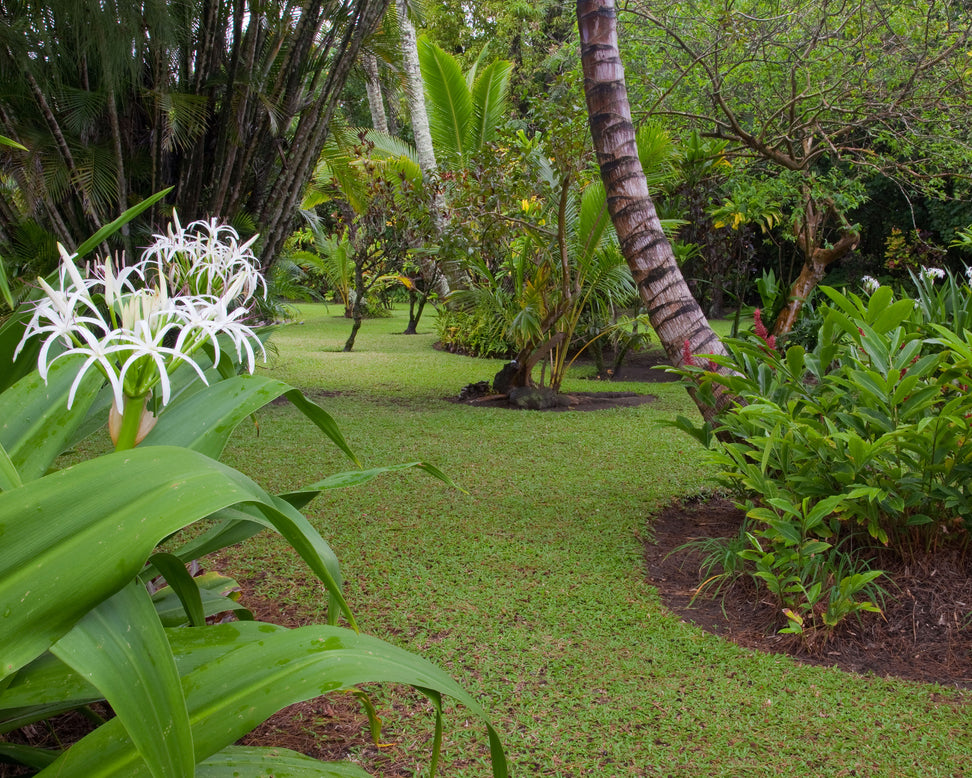 Hymenocallis littoralis