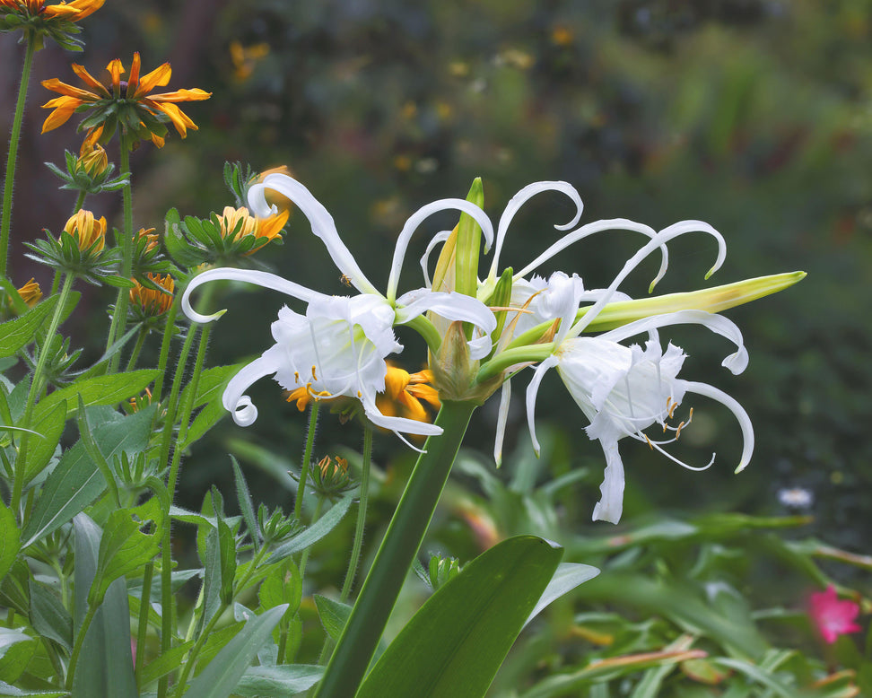 Hymenocallis littoralis