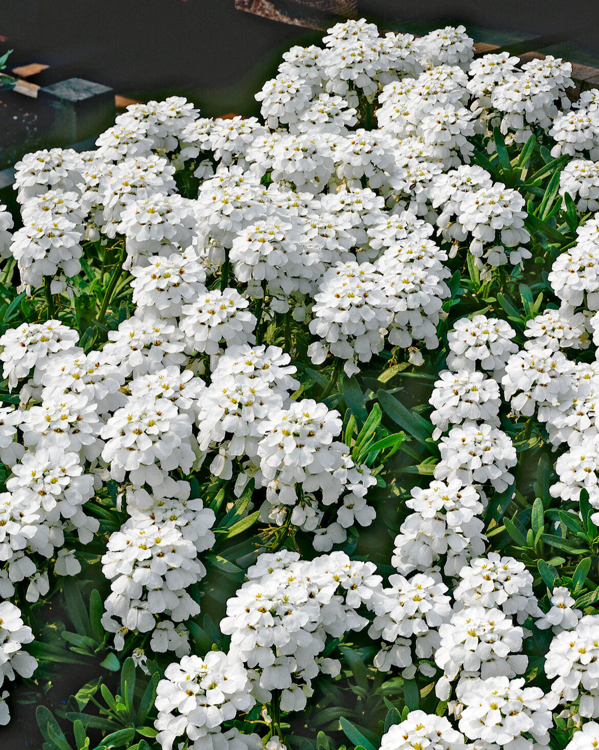 Iberis sempervirens 'Snowflake' (candytuft) — Buy online at Farmer Gracy UK