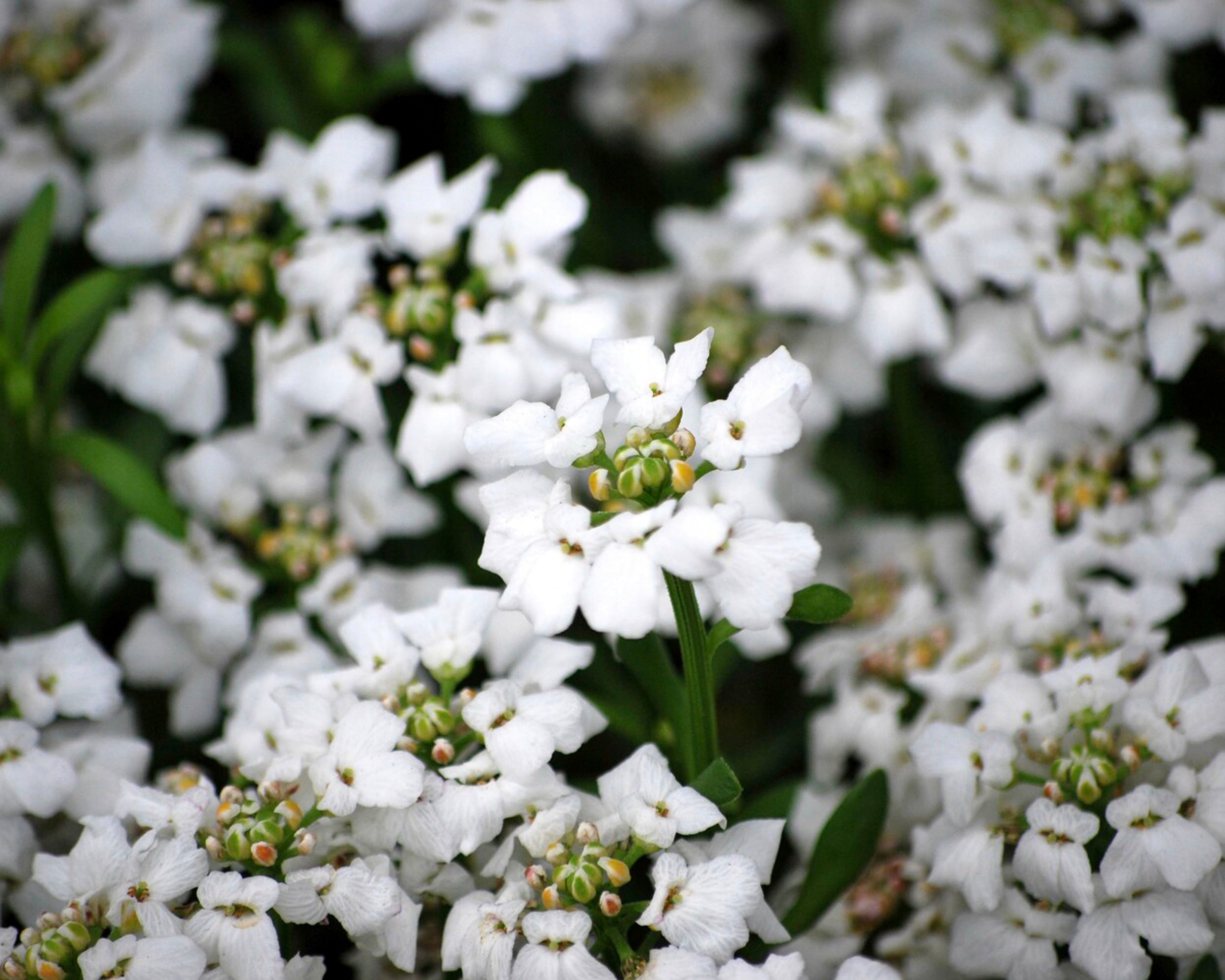 Iberis sempervirens 'Snowflake' (candytuft) — Buy online at Farmer Gracy UK