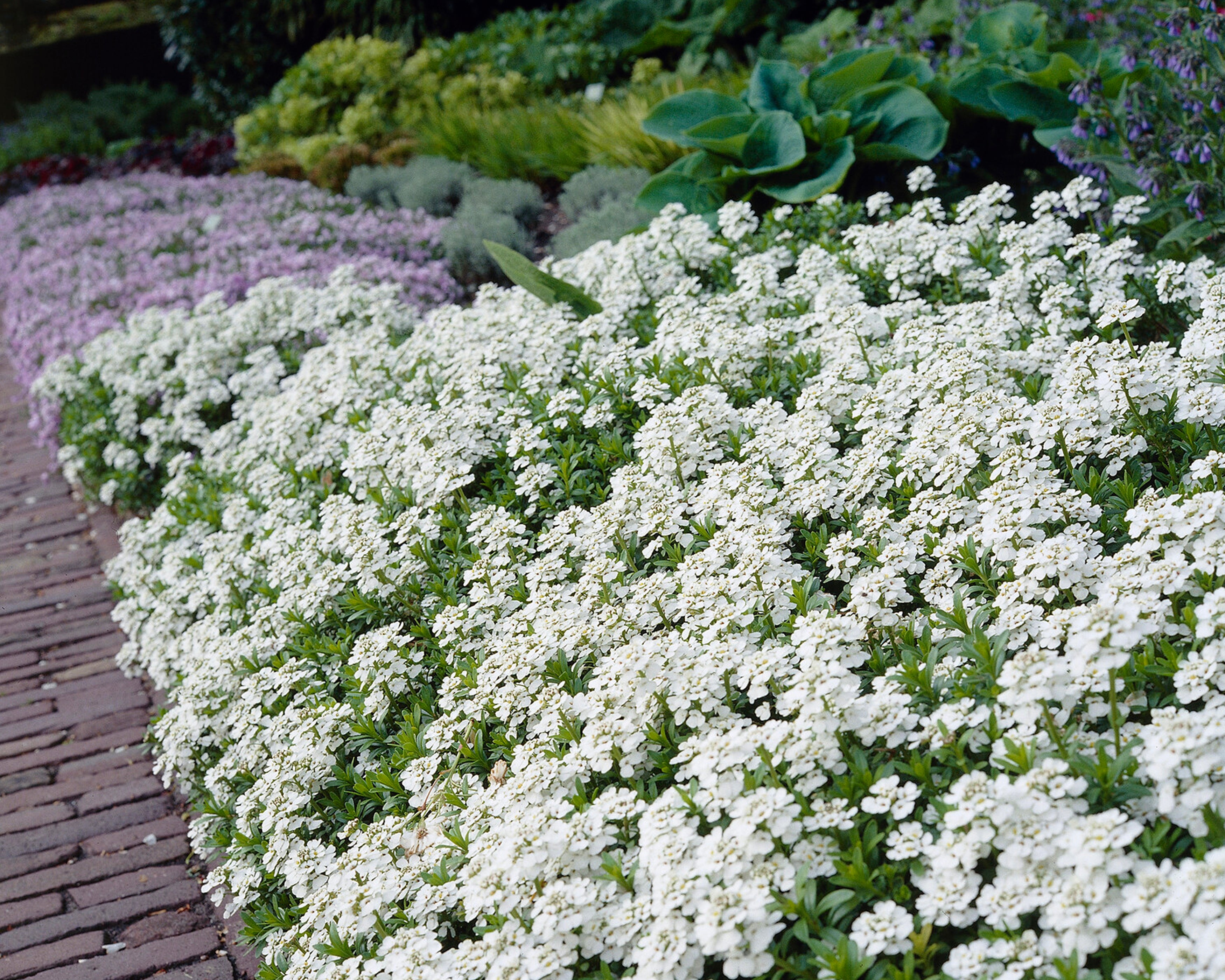 Iberis sempervirens 'Snowflake' (candytuft) — Buy online at Farmer Gracy UK