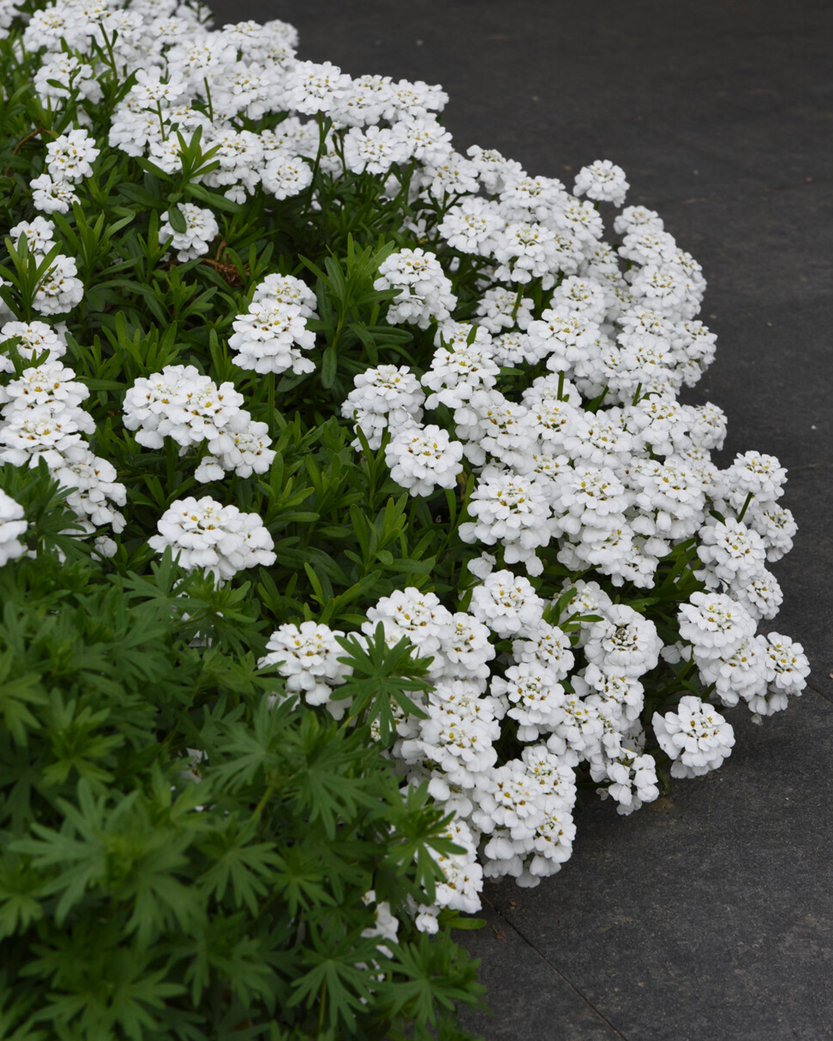 Iberis sempervirens 'Snowflake' (candytuft) — Buy online at Farmer Gracy UK