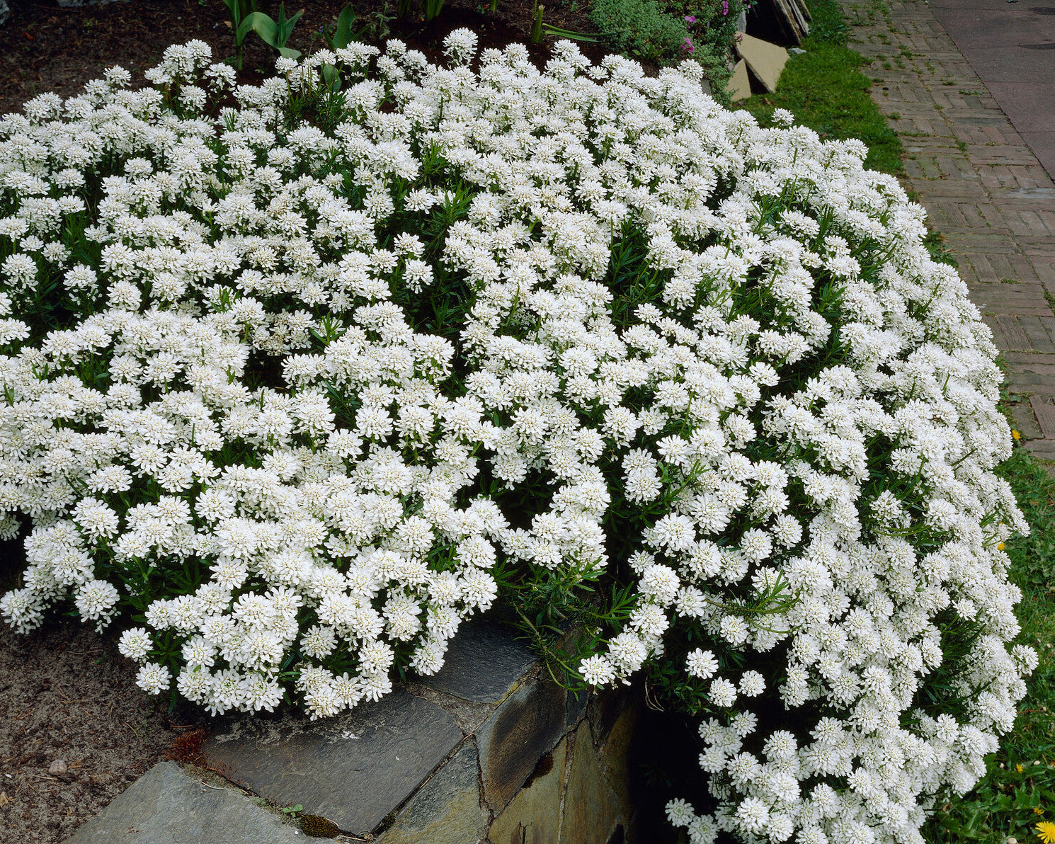 Candytuft Snowflake Iberis sempervirens 'Snowflake' (candytuft) | Buy online at Farmer Gracy UK