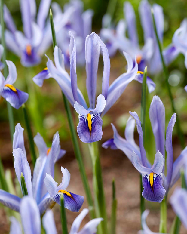 Iris 'Angela'