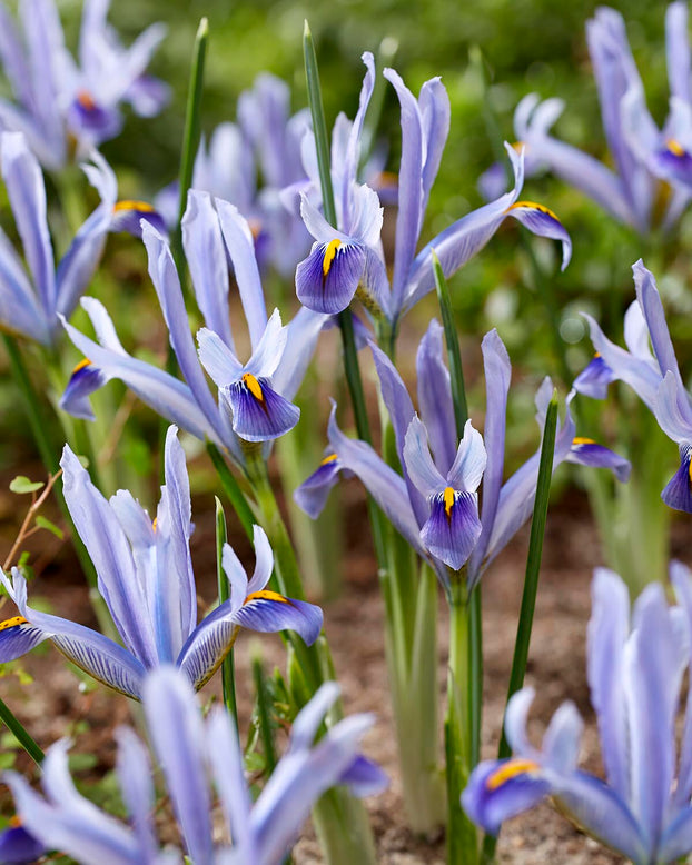 Iris 'Angela'