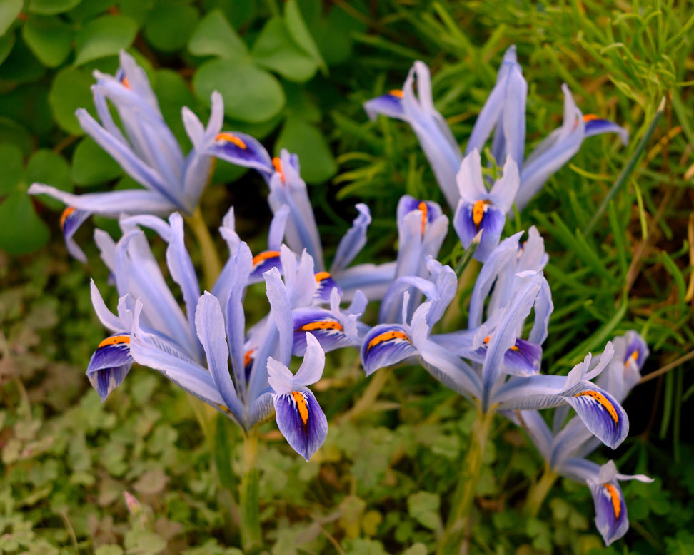 Iris 'Angela'