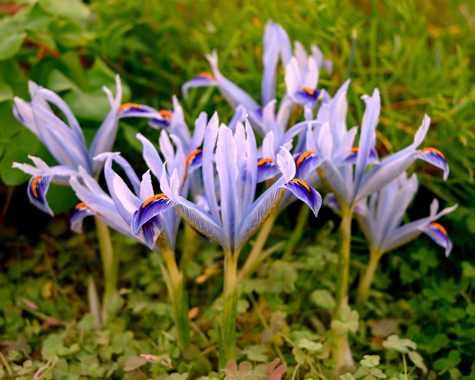 Iris 'Angela'