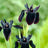 Iris chrysographes