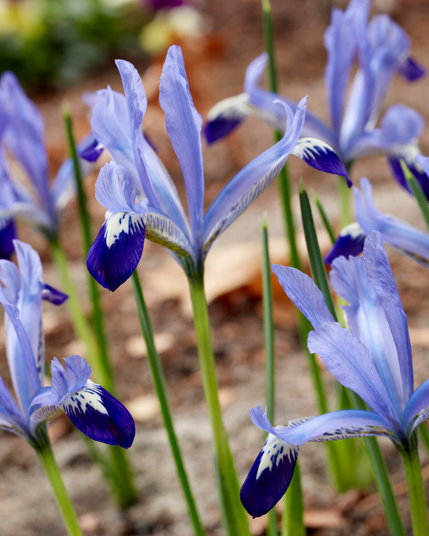 Iris 'Clairette'