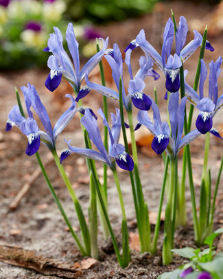 Iris 'Clairette'
