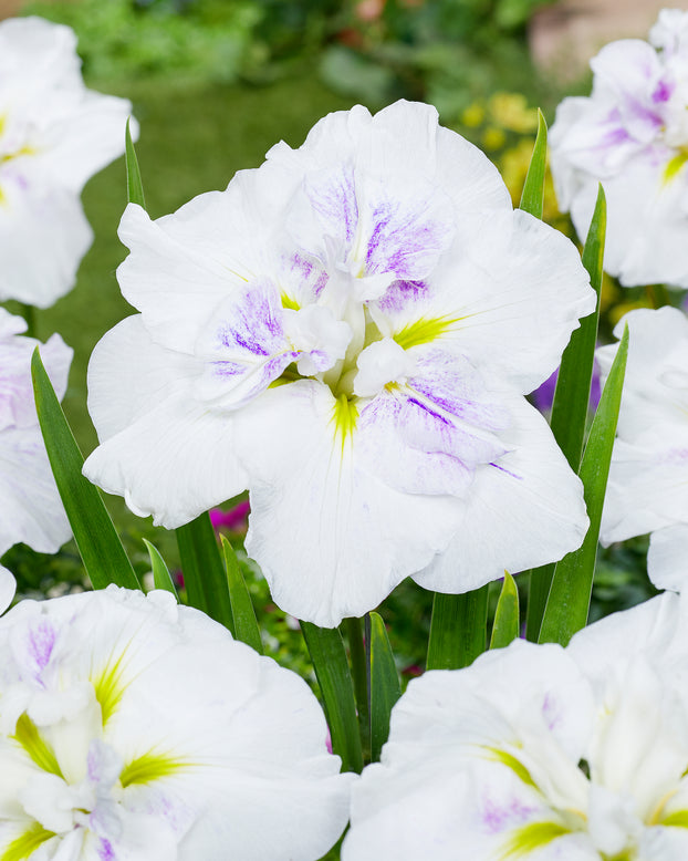 Iris ensata 'Cupcake'