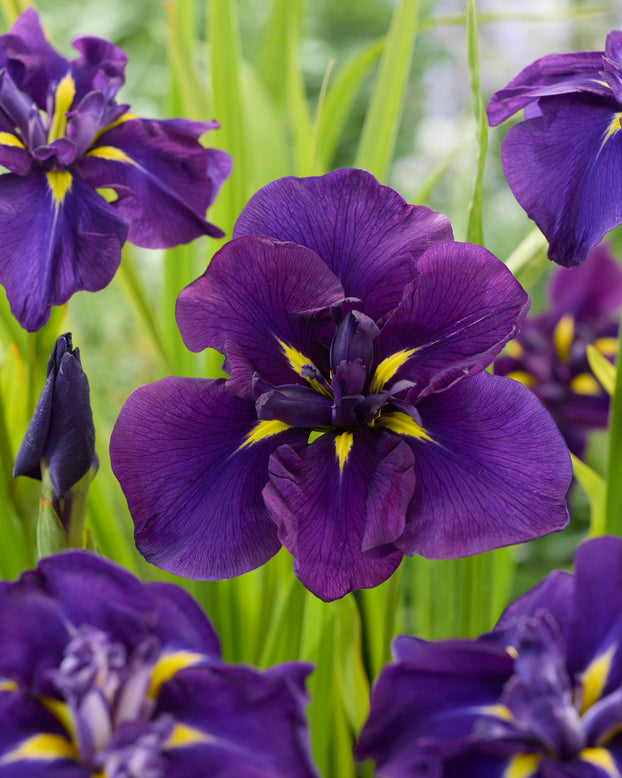 Iris ensata 'Imperial Purple'