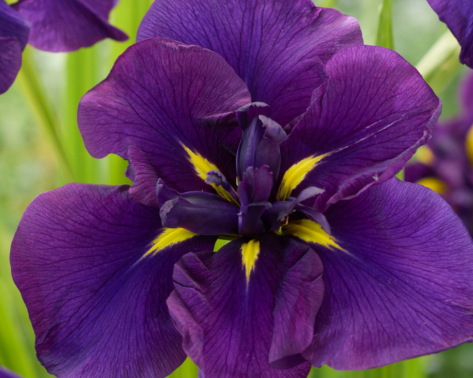 Iris ensata 'Imperial Purple'
