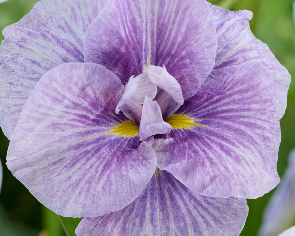 Iris ensata 'Imperial Rose Veined'
