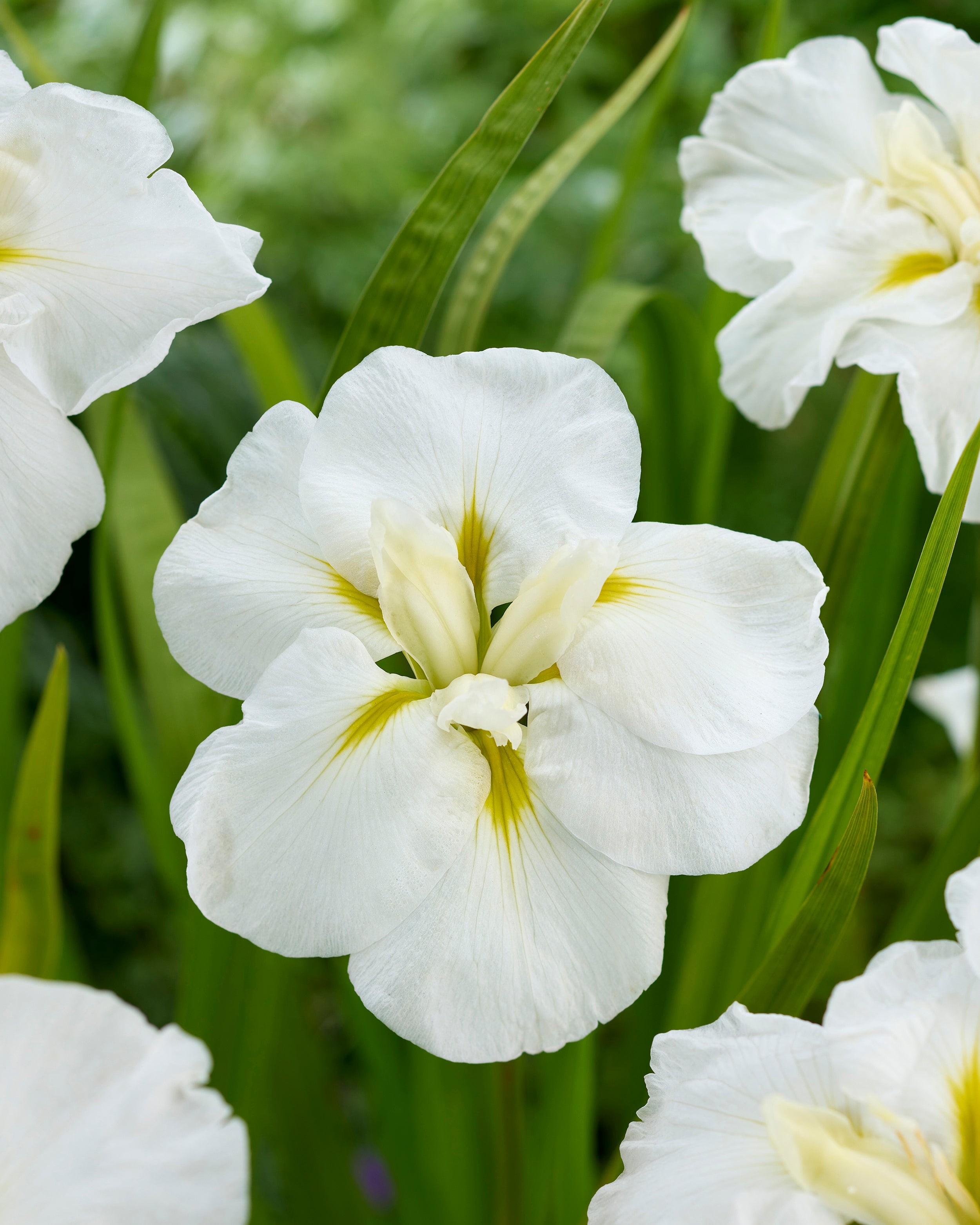 Iris ensata 'Imperial White' bare roots — Buy white Japanese water iris ...