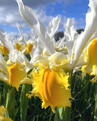 Dutch Iris 'Lemon Shark'