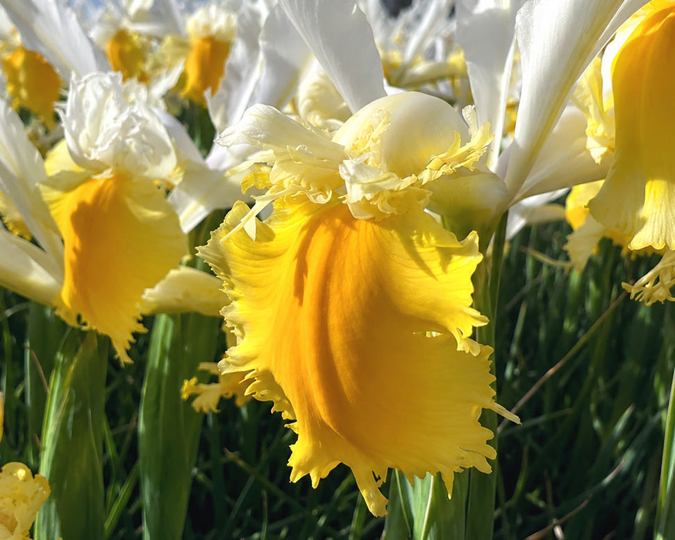 Dutch Iris 'Lemon Shark'