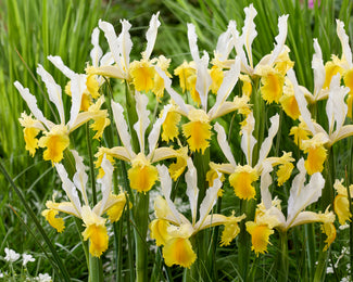 Dutch Iris 'Lemon Shark'