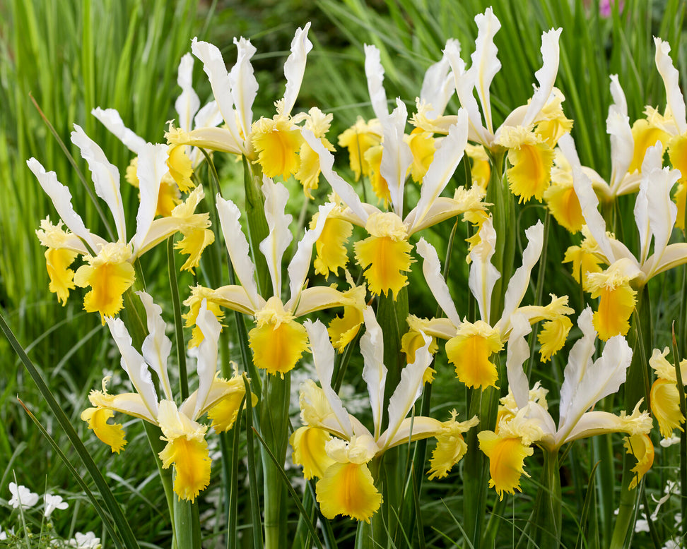 Dutch Iris 'Lemon Shark'