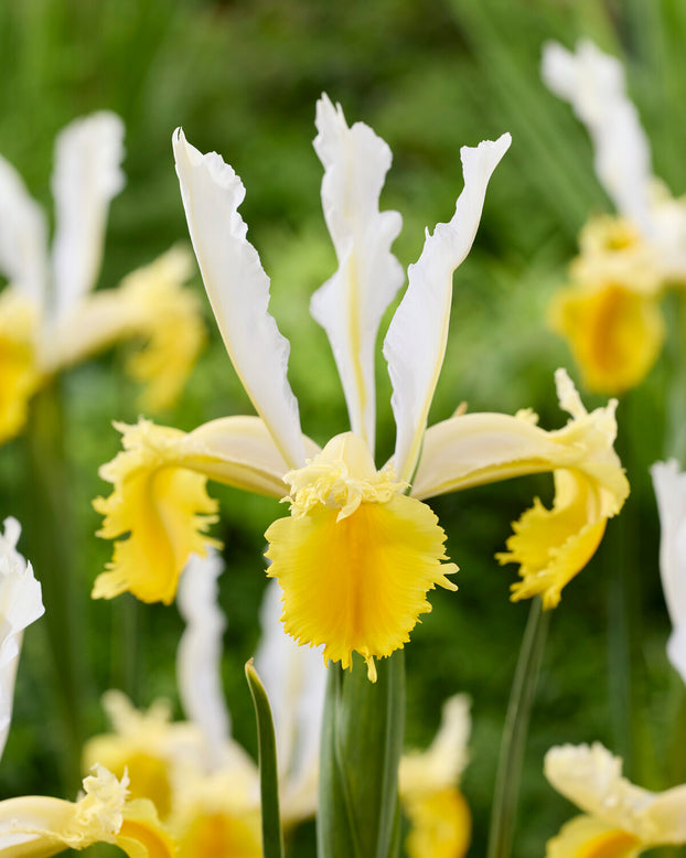 Dutch Iris 'Lemon Shark'