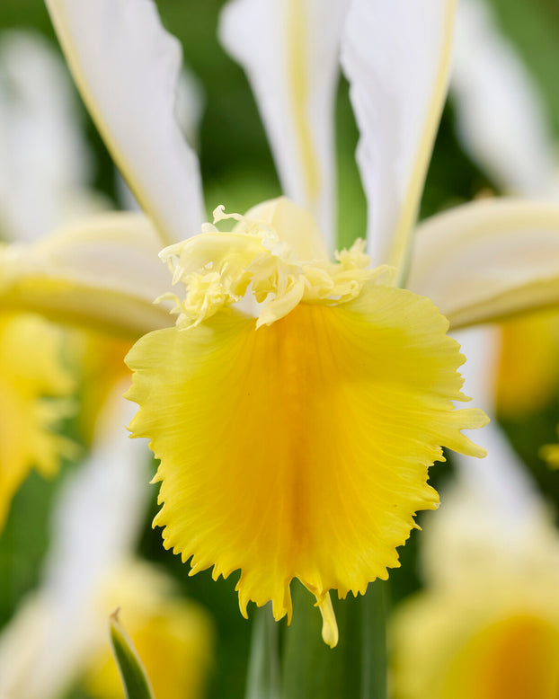 Dutch Iris 'Lemon Shark'