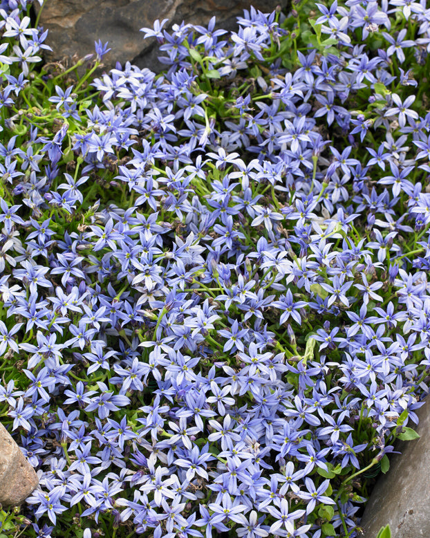 Isotoma fluviatilis 'Blue'