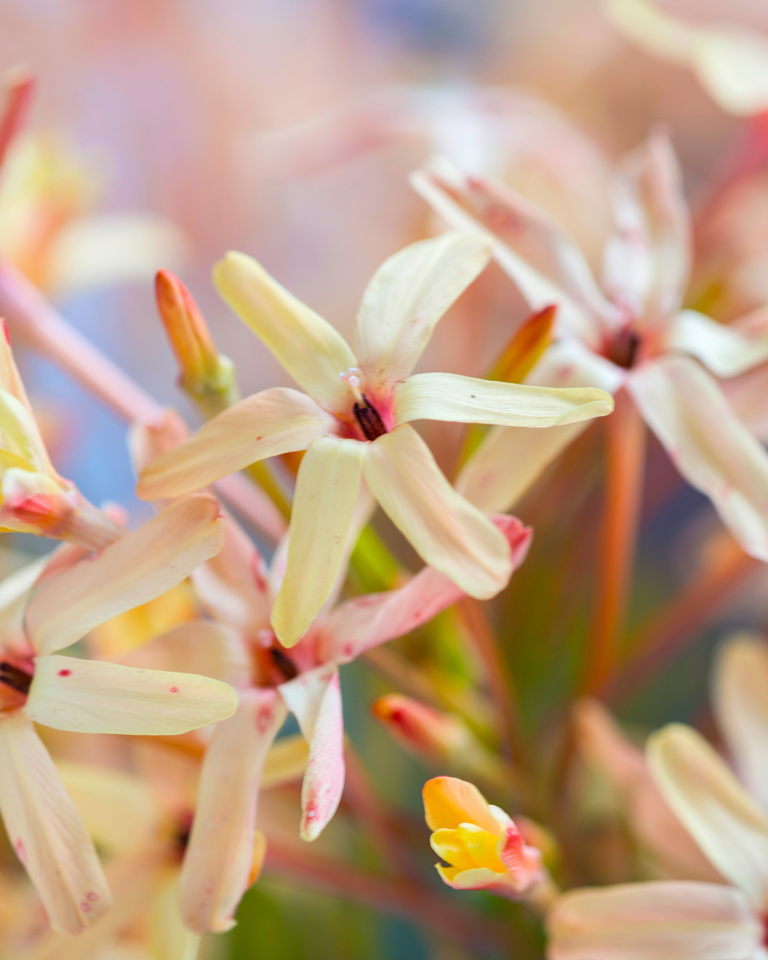 Ixia Color Ixia paniculata 'Eos' bulbs | Buy apricot corn lilies online at Farmer ...