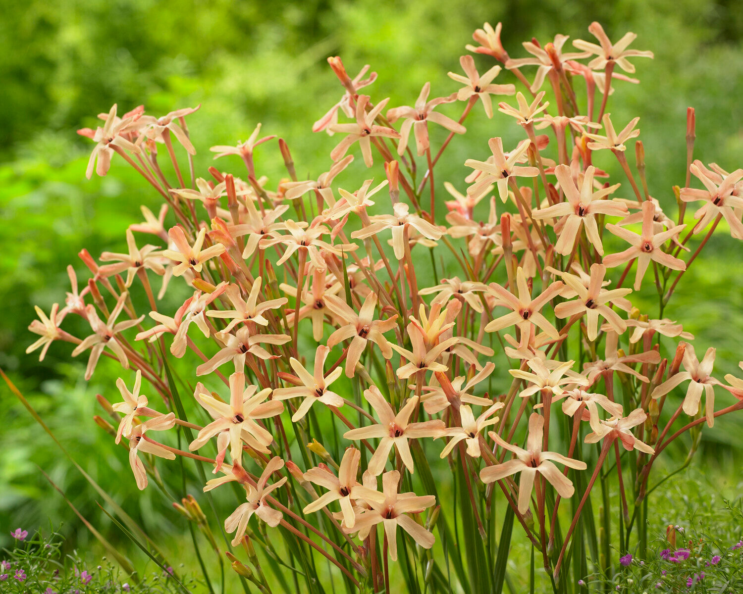 Ixia Ixia paniculata 'Eos' bulbs | Buy apricot corn lilies online at Farmer ...