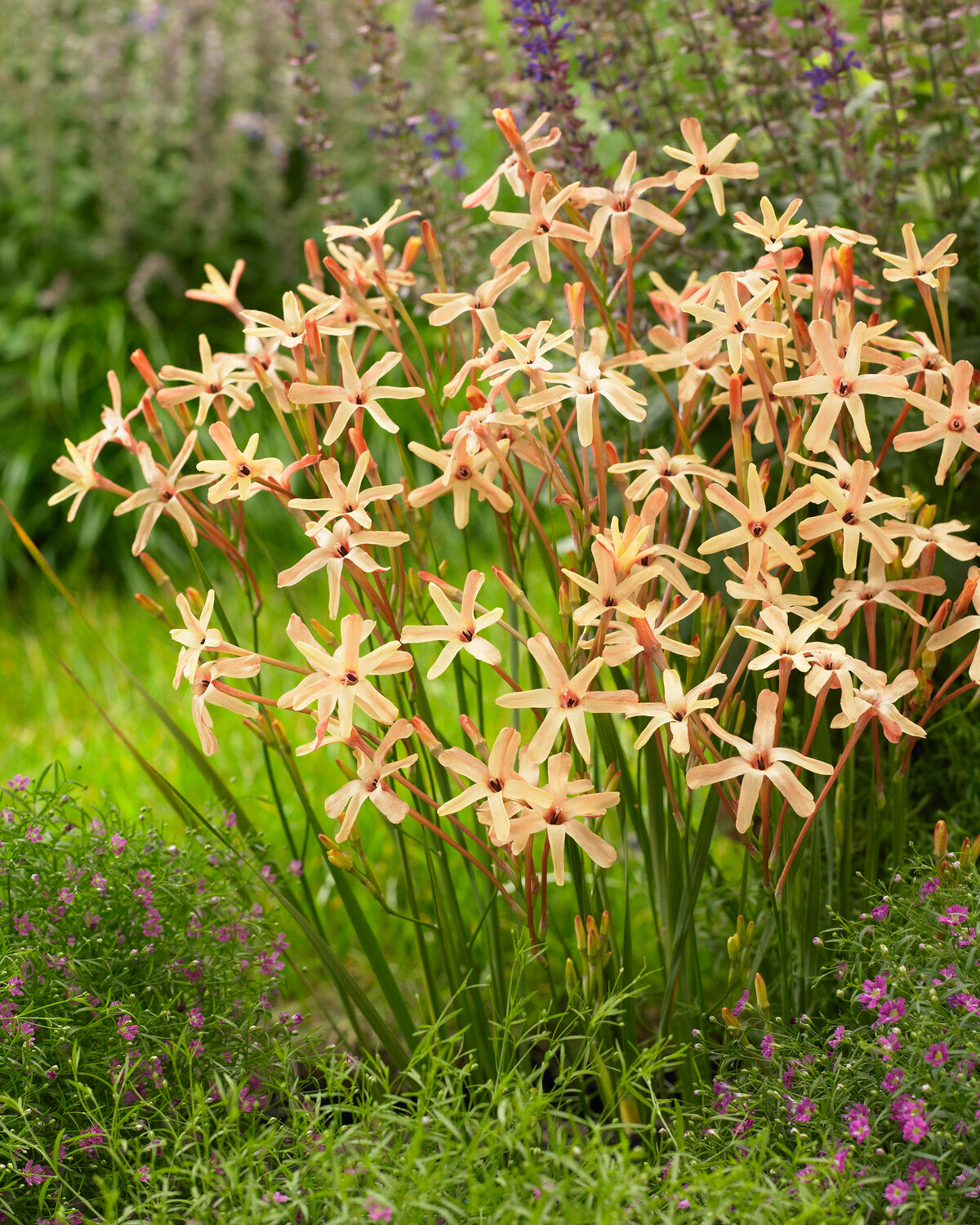 Imxia Ixia paniculata 'Eos' bulbs | Buy apricot corn lilies online at Farmer ...