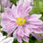 Japanese anemone