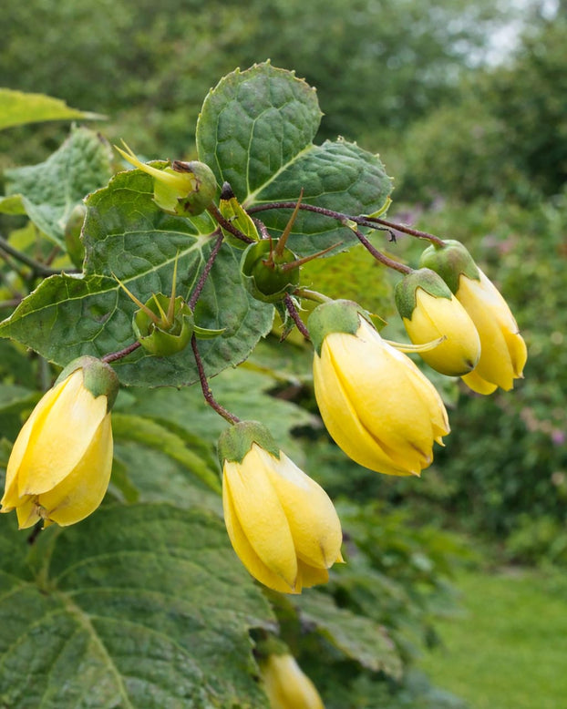 Kirengeshoma palmata