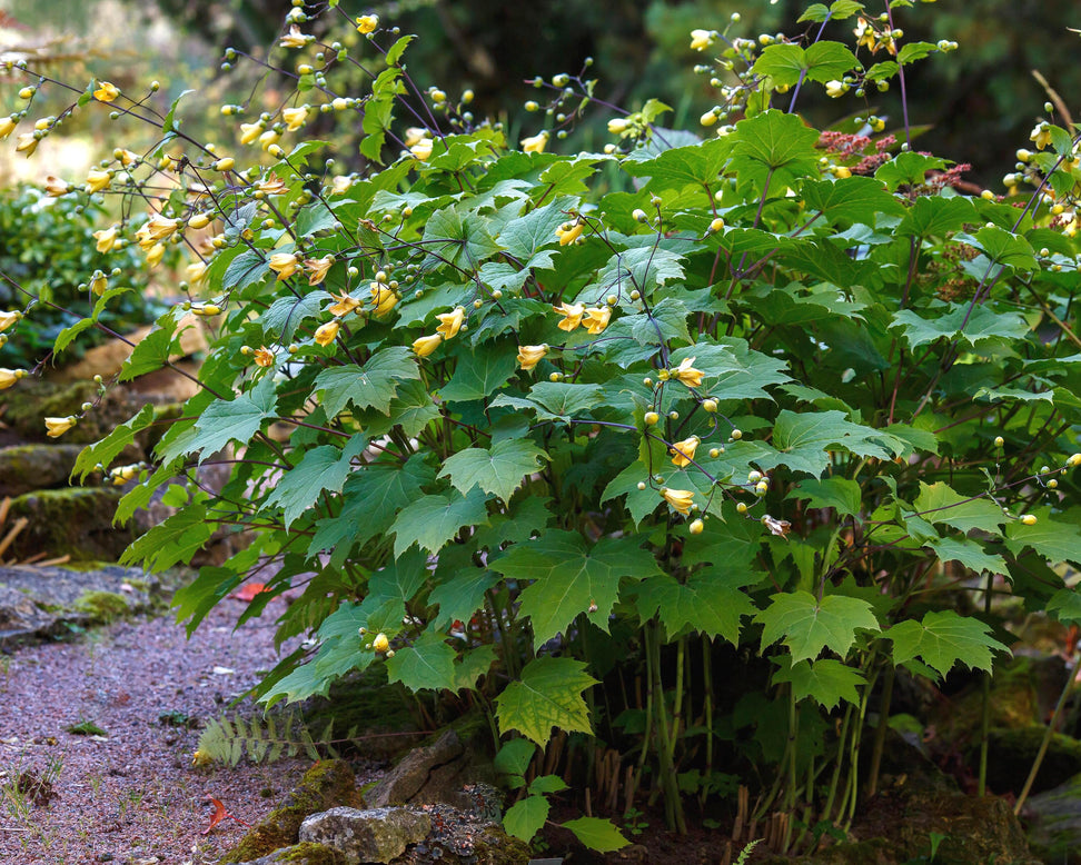 Kirengeshoma palmata