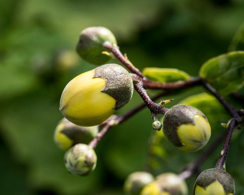 Kirengeshoma palmata