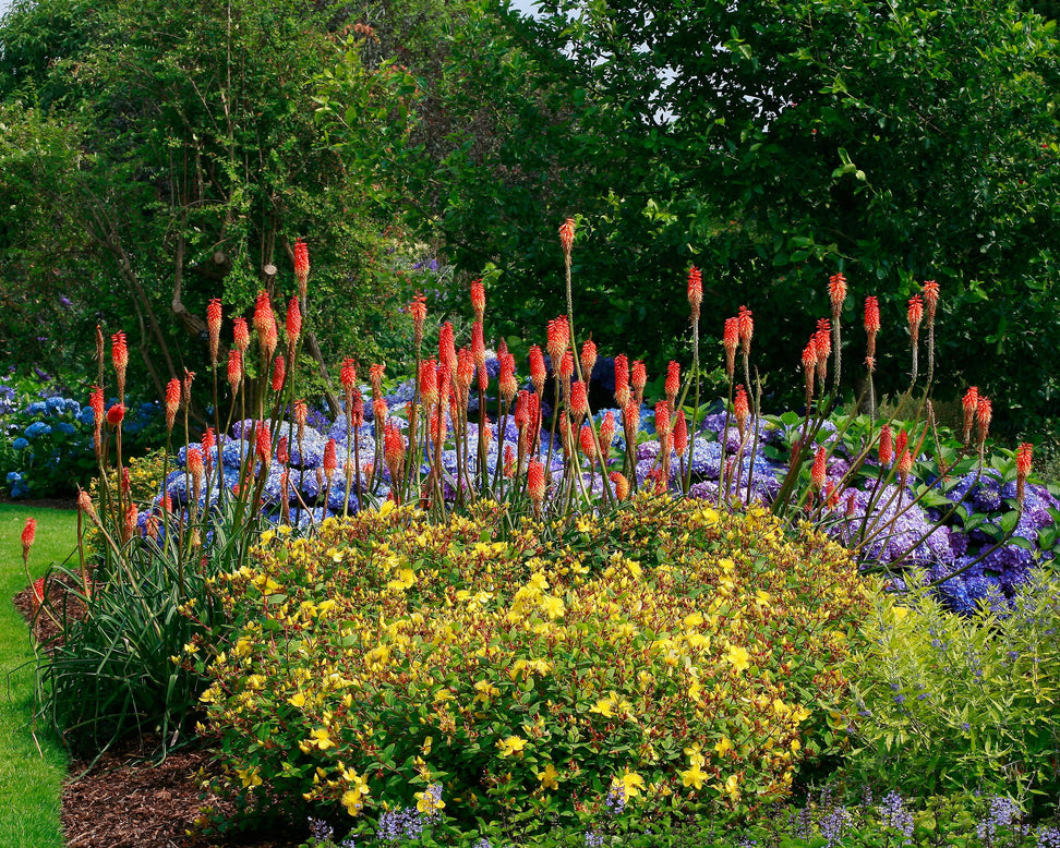 Kniphofia 'Alcazar'