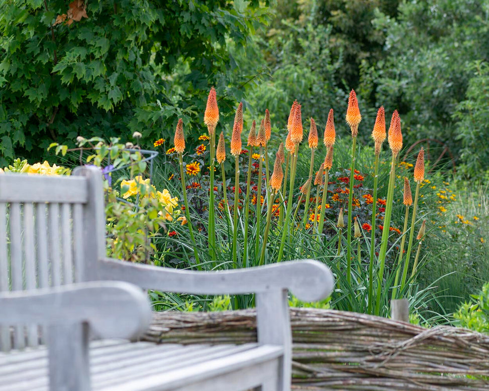 Kniphofia 'Alcazar'