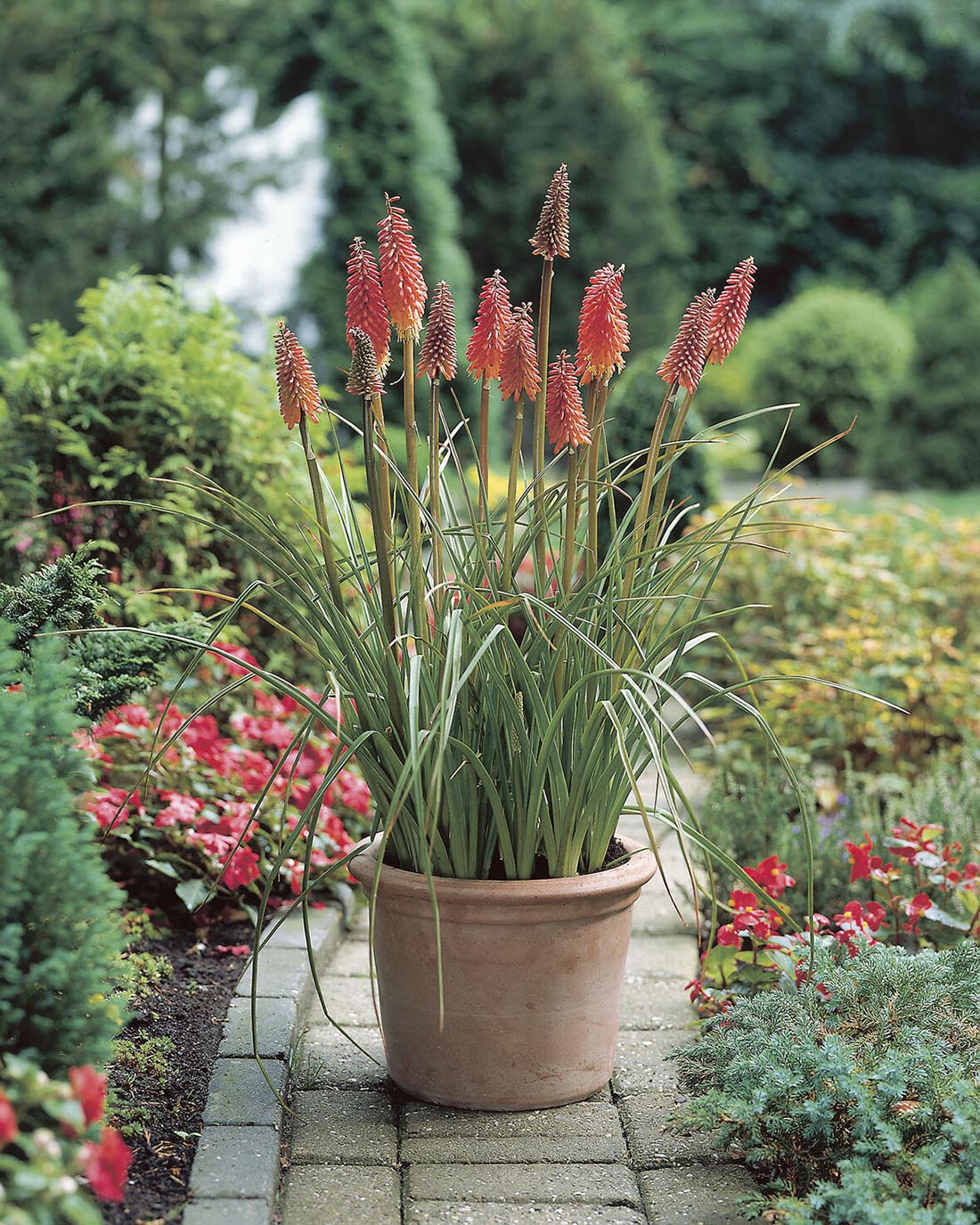 Kniphofia 'Alcazar' bare roots | Buy 'Red Hot Poker' roots online at ...