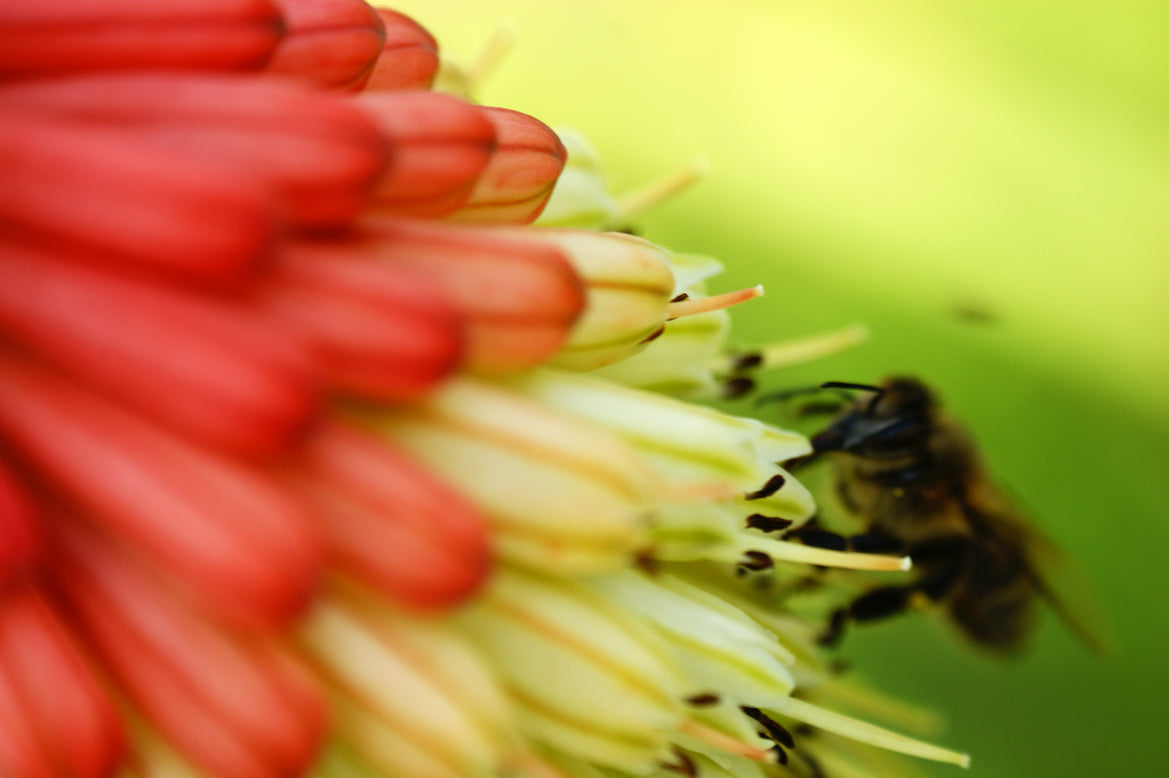 Kniphofia 'Amazing Fun'