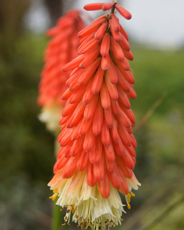 Kniphofia 'Amazing Fun'