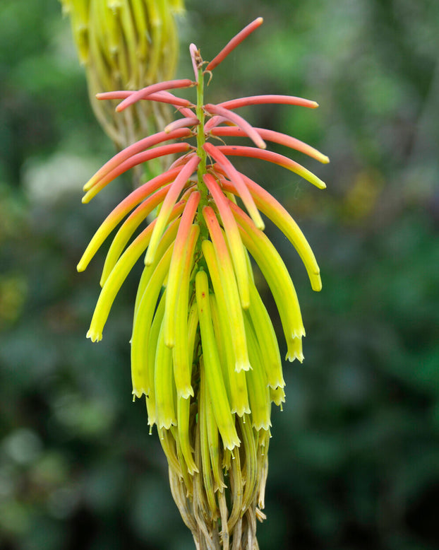 Kniphofia 'Rasta'