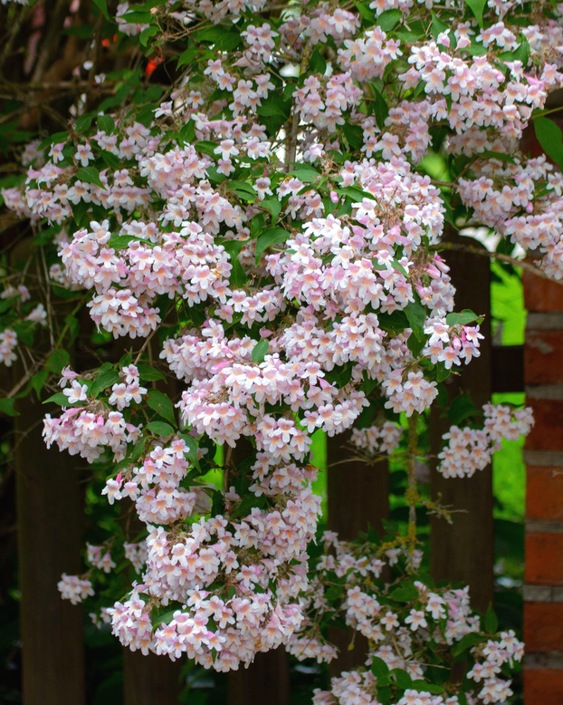 Kolkwitzia amabilis