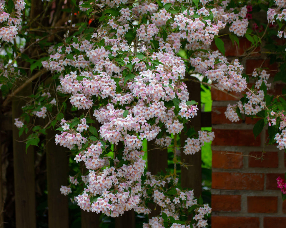 Kolkwitzia amabilis