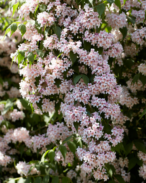 Kolkwitzia amabilis